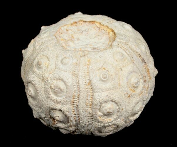 Balanocidaris Urchin Fossil - Morocco #5027